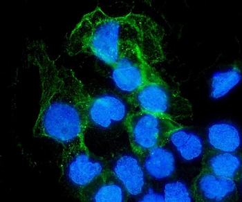 Anti-SHP1/PTPN6 Antibody