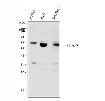 Anti-SHP1/PTPN6 Antibody