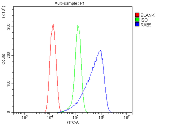 Rab9/RAB9A Antibody