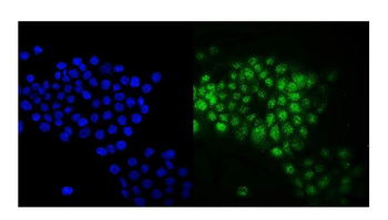 Anti-Rab9/RAB9A Antibody