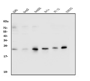 Anti-Rab9/RAB9A Antibody