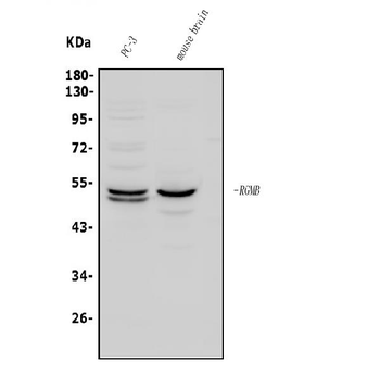 Anti-DRAGON/RGMB Antibody