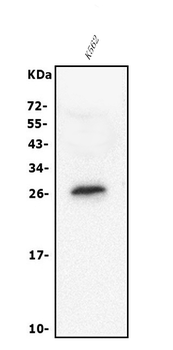 Anti-RGS18 Antibody