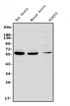 Anti-RNF8 Antibody