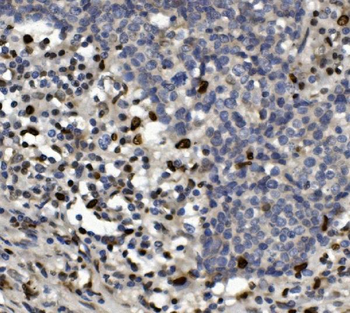Anti-SAMHD1 Antibody
