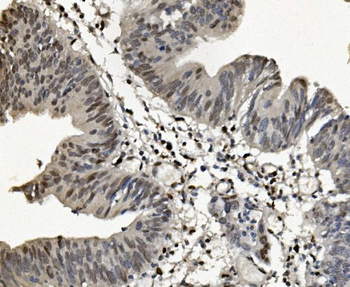 Anti-SAMHD1 Antibody