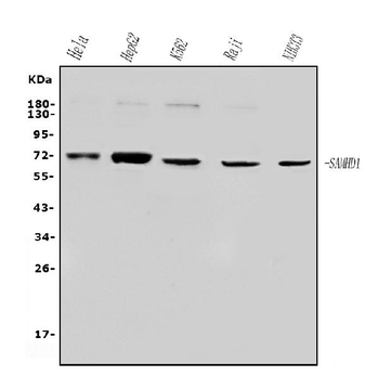 Anti-SAMHD1 Antibody