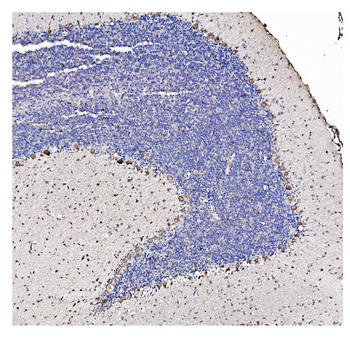 Anti-SHANK3 Antibody