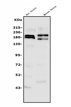 Anti-SHANK3 Antibody