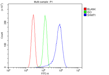 SHMT1 Antibody