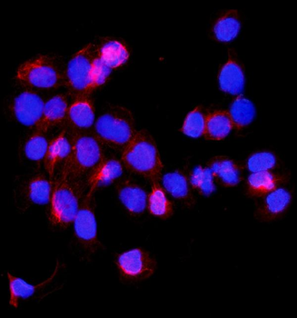 Anti-SHMT1 Antibody