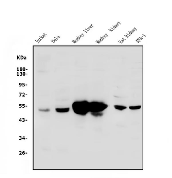 Anti-SHMT1 Antibody