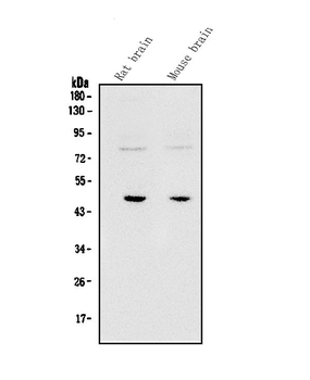SOX3 Rabbit Polyclonal Antibody