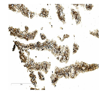 Anti-STK3/MST-2 Antibody