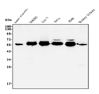 Anti-STK3/MST-2 Antibody