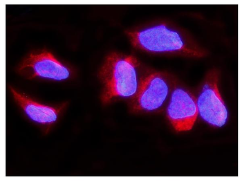 Anti-Synaptopodin/SYNPO Antibody