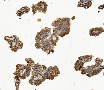 Anti-Synaptopodin/SYNPO Antibody