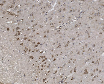 Anti-Synaptopodin/SYNPO Antibody