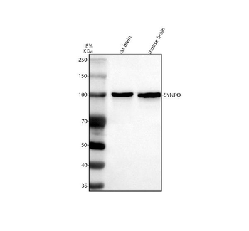 Anti-Synaptopodin/SYNPO Antibody