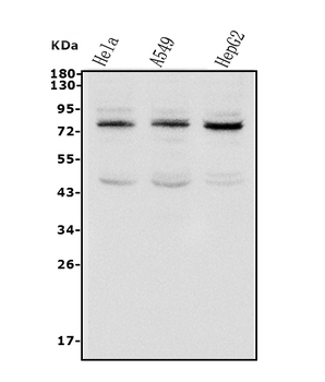 Anti-TAB2 Antibody