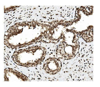 Anti-TET1 Antibody