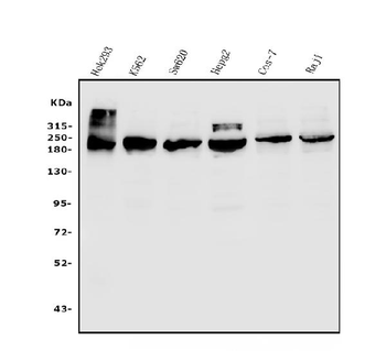 Anti-TET1 Antibody