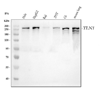 Anti-Talin 1/TLN1 Antibody
