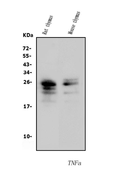 TNF alpha Antibody