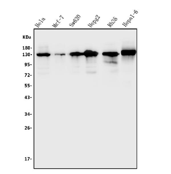 TRIM24 Antibody