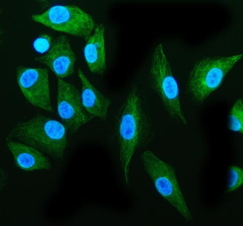 Tubulin alpha Antibody