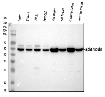 Tubulin alpha Antibody