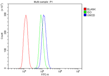 Anti-UMOD Antibody