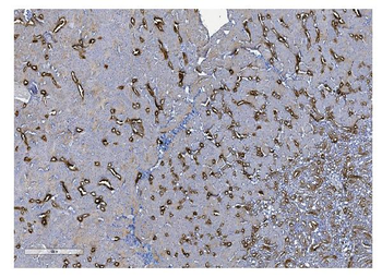 Anti-UMOD Antibody
