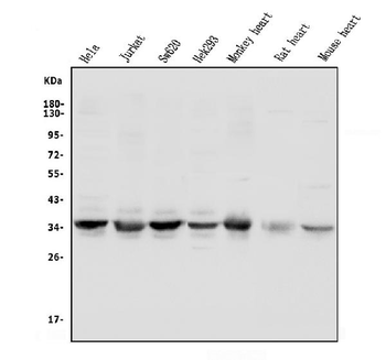 Anti-UNG Antibody