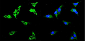 Anti-UPF3A Antibody