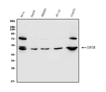 Anti-UPF3A Antibody