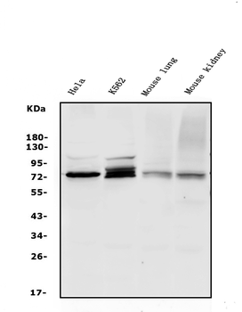 Anti-WEE1 Antibody