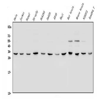 Anti-YWHAE Antibody