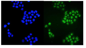 Anti-Plzf/ZBTB16 Antibody