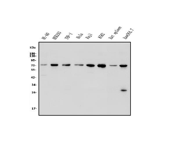 Anti-Plzf/ZBTB16 Antibody
