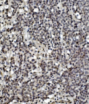 MCPIP1/ZC3H12A Antibody