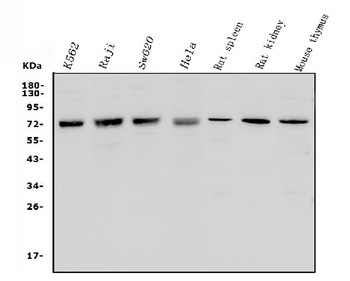 Anti-MCPIP1/ZC3H12A Antibody
