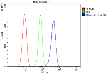 Anti-SBCAD/ACADSB Antibody