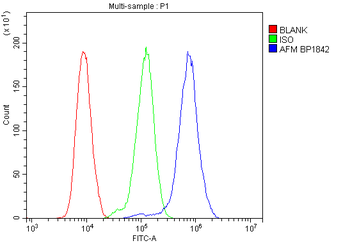 AFM Antibody
