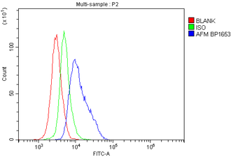 Anti-Afm Antibody