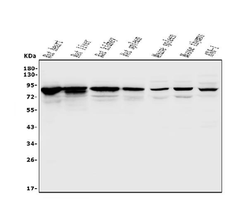 Anti-Afm Antibody