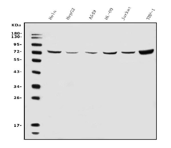 Anti-ATG7 Antibody