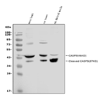Anti-Caspase-9 p35/Casp9 Antibody