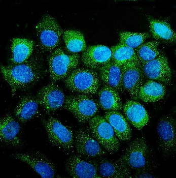 Anti-CD38 Antibody