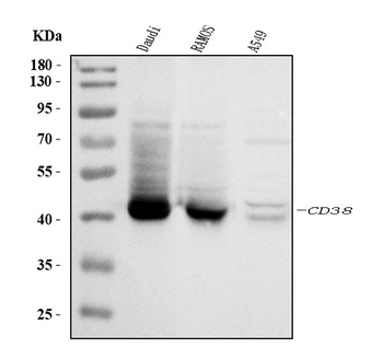 Anti-CD38 Antibody